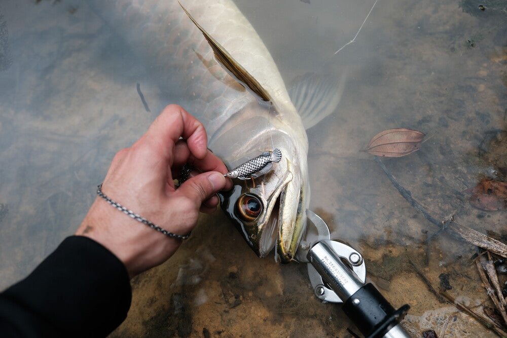 Saratoga (Osteoglossidae)