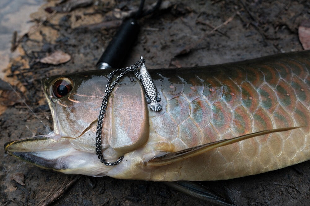 Saratoga (Osteoglossidae)