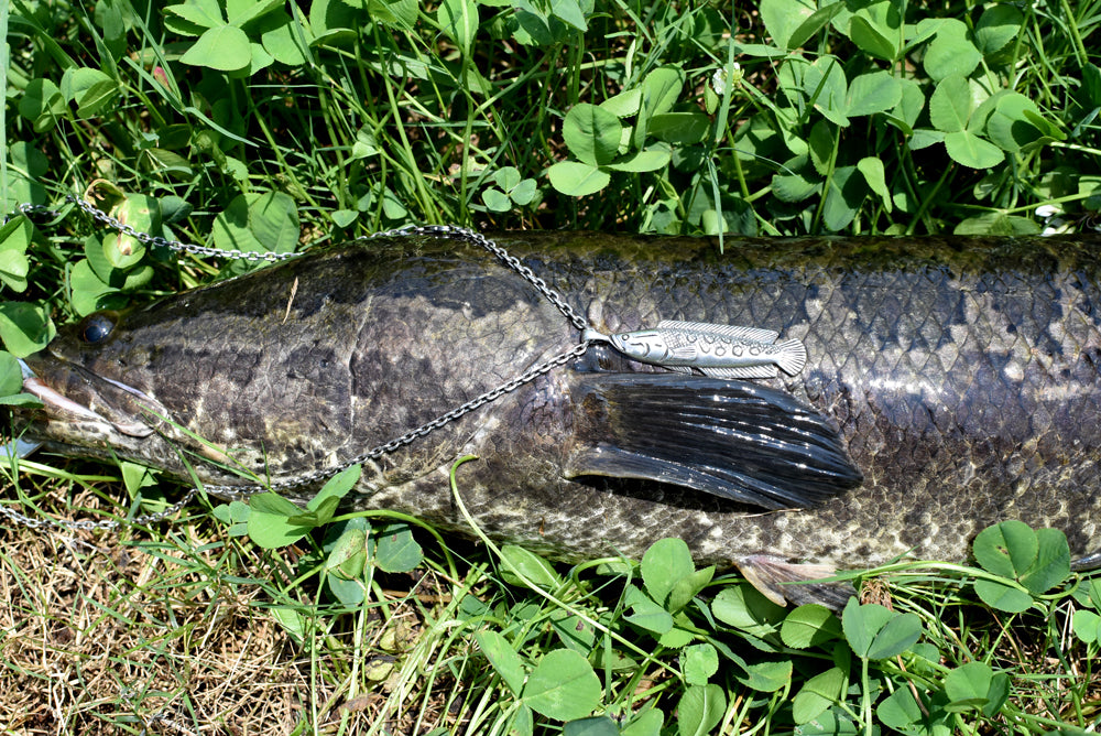 雷魚(スネークヘッド) - Eldorado