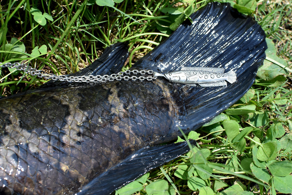 雷魚(スネークヘッド) - Eldorado