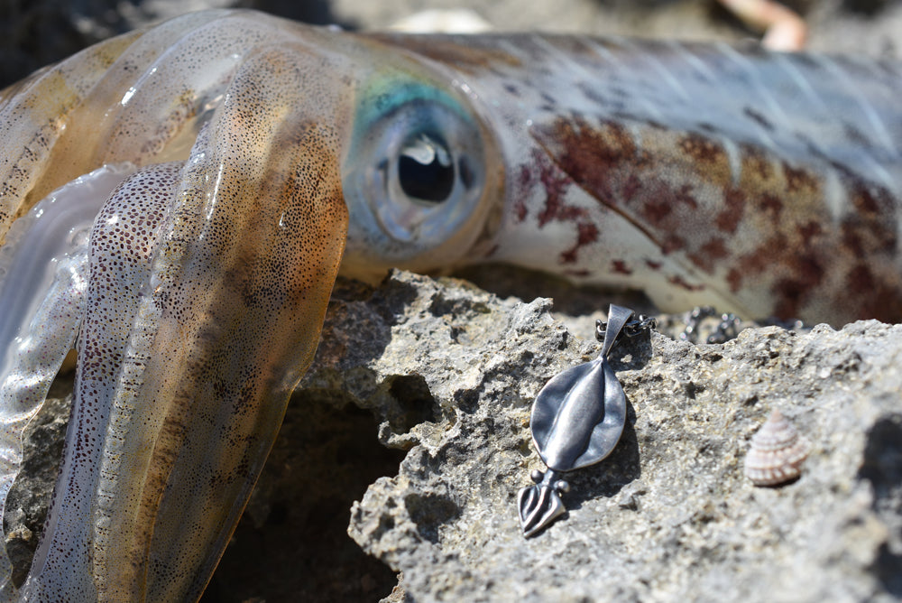 アオリイカ - Eldorado