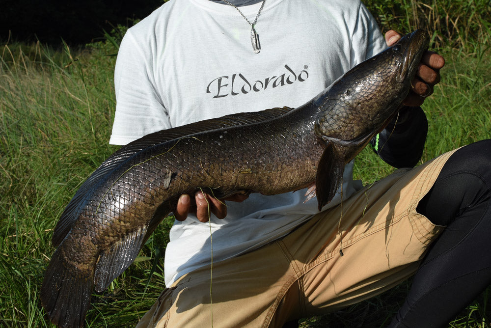 雷魚(スネークヘッド) - Eldorado