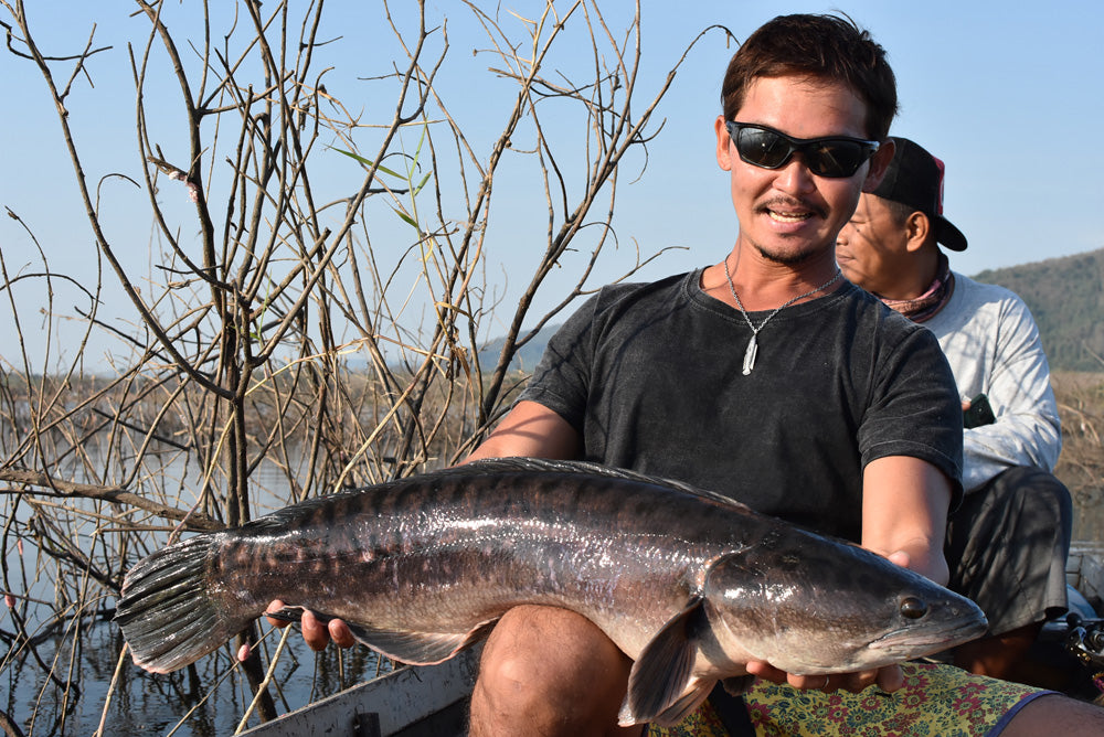 雷魚(スネークヘッド) - Eldorado