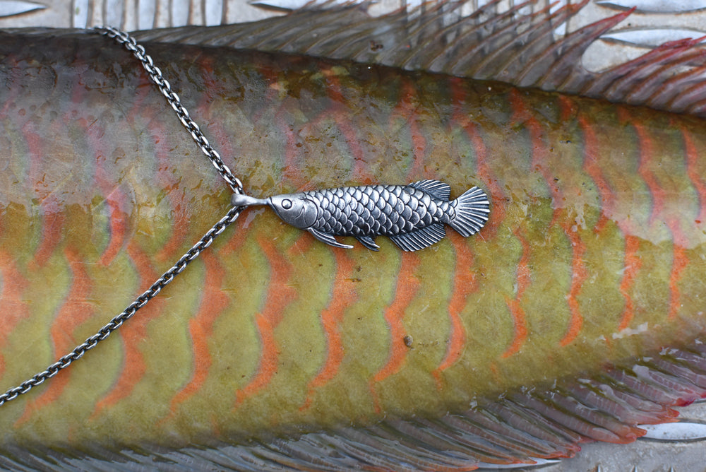 サラトガ(アロワナ) - Eldorado