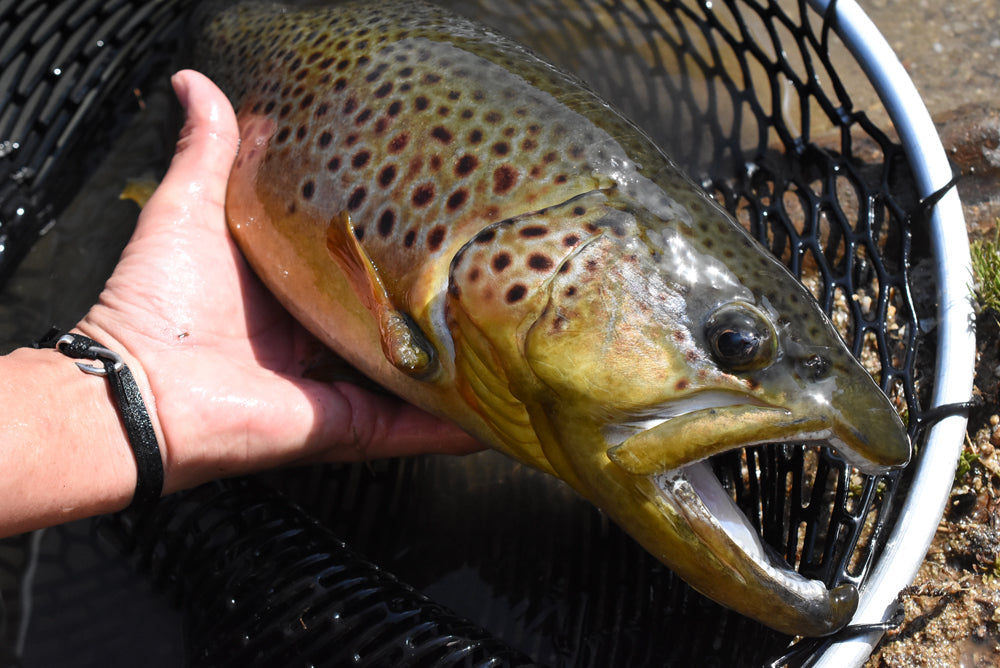 釣り針スエードブレスレット / アンクレット - Eldorado