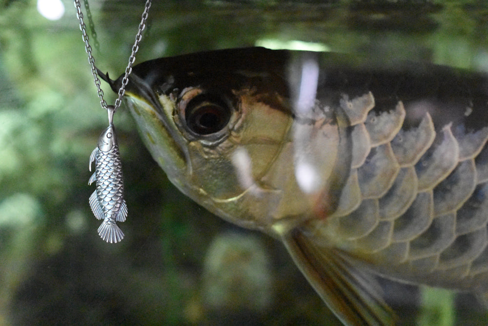 サラトガ(アロワナ) - Eldorado