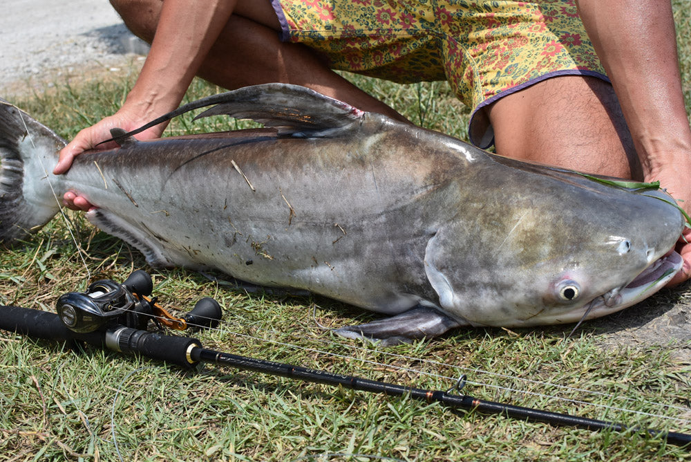 Lates Captor(ラテスキャプター) Eldoradoモデル パックロッド - Eldorado