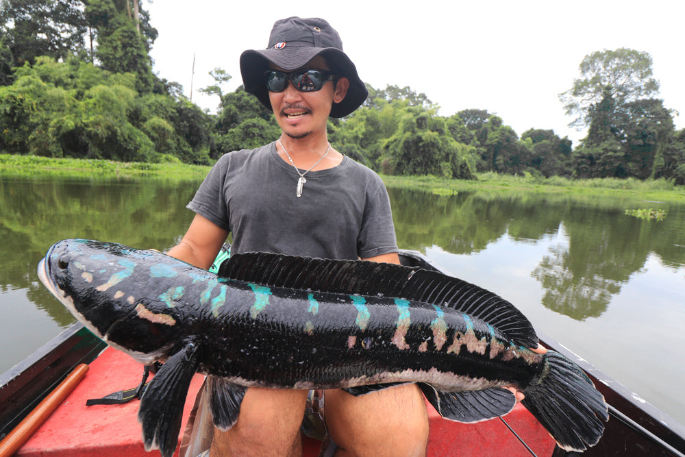 雷魚(スネークヘッド) - Eldorado