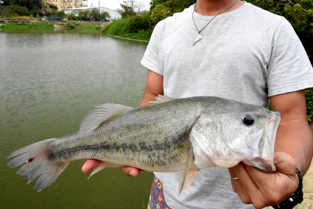 琵琶湖(マザーレイク) - Eldorado