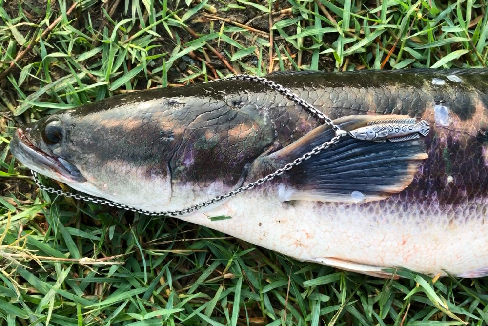 雷魚(スネークヘッド) - Eldorado