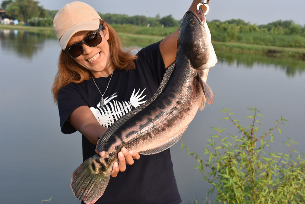 雷魚(スネークヘッド) - Eldorado