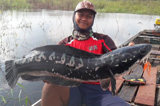 NOPPORN – SHAKE HEAD TORNADO - Eldorado