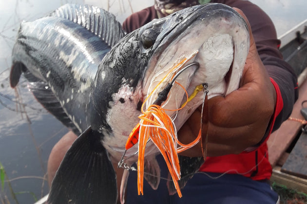 NOPPORN – SHAKE HEAD TORNADO - Eldorado