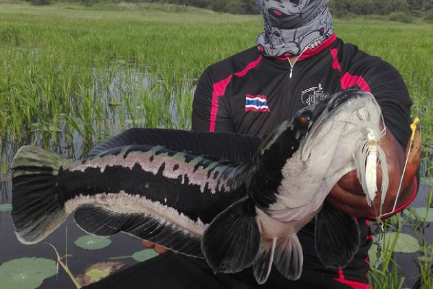 NOPPORN – SHAKE HEAD TORNADO - Eldorado