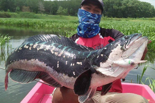 CLUB FIVE FISHING – BLACK DEEP - Eldorado