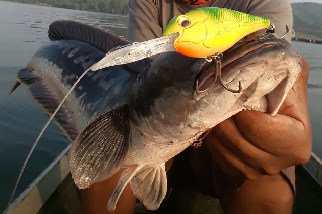 CLUB FIVE FISHING – BLACK DEEP - Eldorado