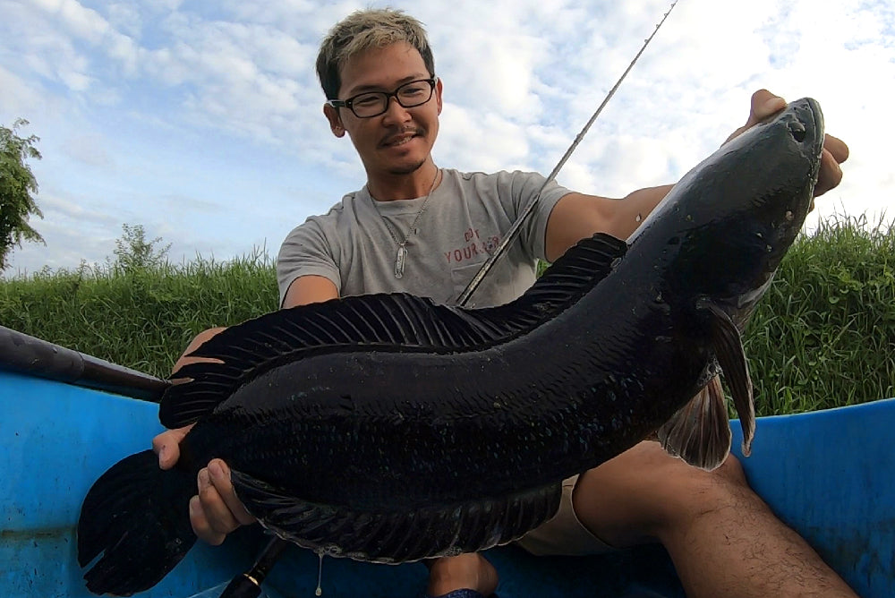 雷魚(スネークヘッド) - Eldorado