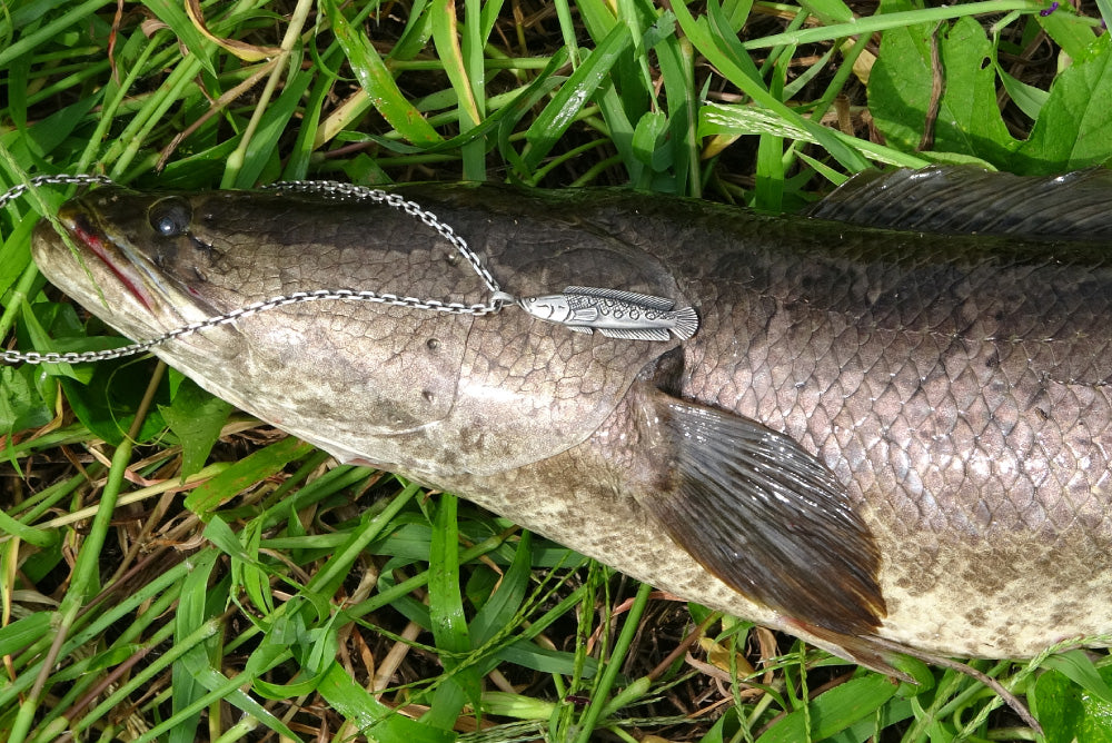 雷魚(スネークヘッド) - Eldorado