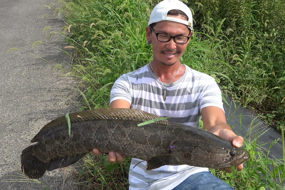 雷魚(スネークヘッド) - Eldorado