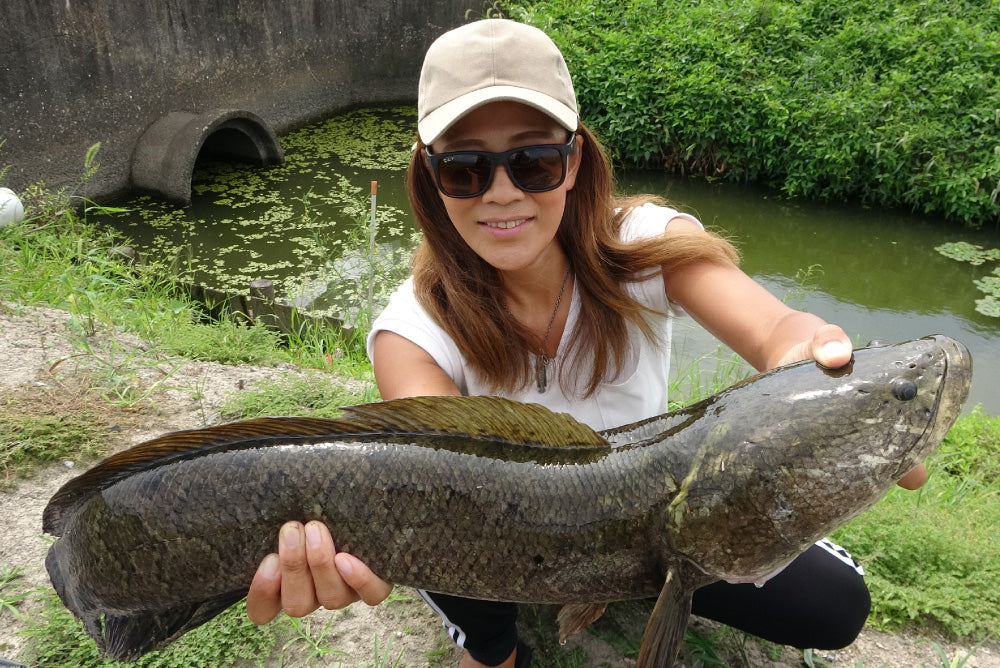 雷魚(スネークヘッド) - Eldorado