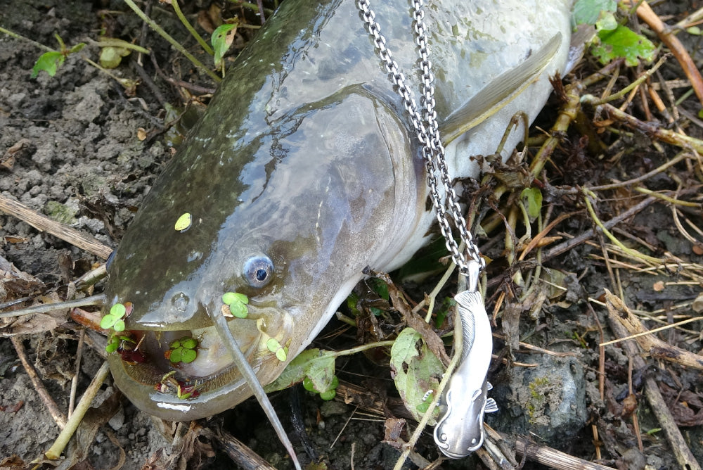 ナマズ - Eldorado