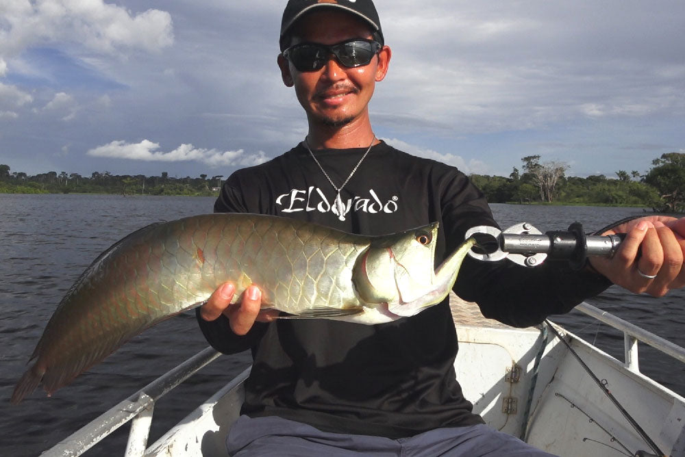 サラトガ(アロワナ) - Eldorado