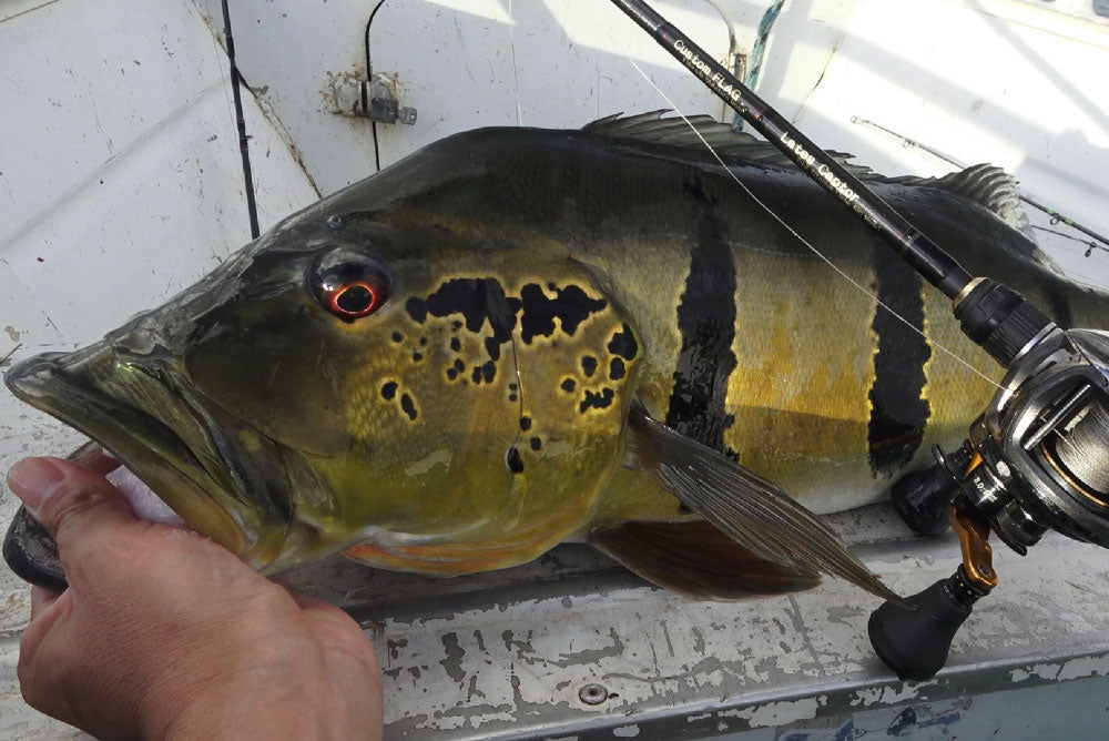 Lates Captor(ラテスキャプター) Eldoradoモデル パックロッド - Eldorado