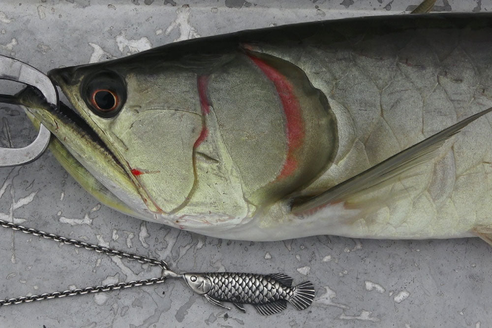 サラトガ(アロワナ) - Eldorado