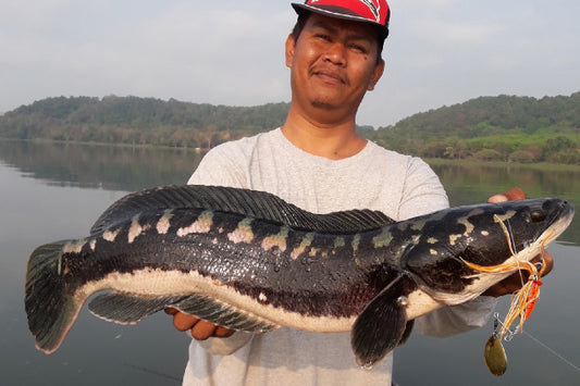 NOPPORN – SHAKE HEAD COMPACK - Eldorado