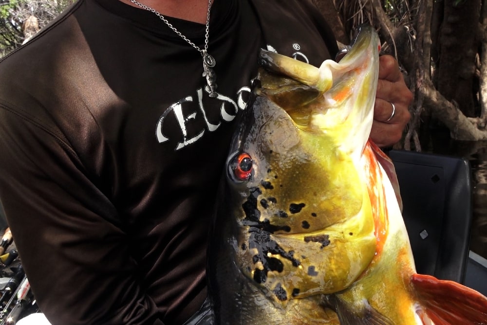 ピーコックバス(ツクナレ・アスー)ネックレス