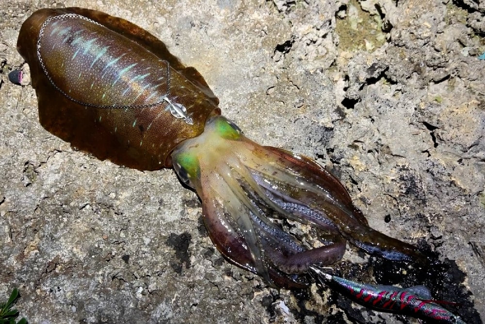 アオリイカ - Eldorado