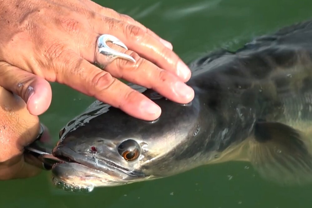 釣り針 リング