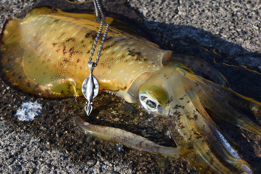 アオリイカ - Eldorado